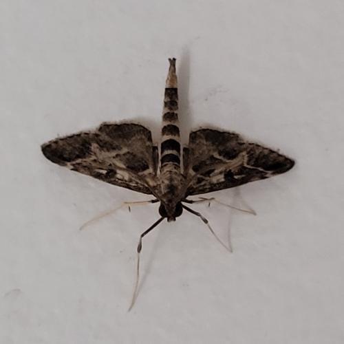 Duponchelia fovealis